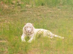 -济南野生动物世界