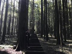 -武陵山森林公园