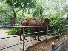 -广东茂名森林公园
