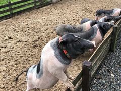 -前小桔亲子创意农场·草莓采摘·露营烧烤