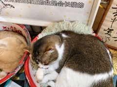 -平行世界·猫咖(首经贸店)