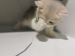 -东方名猫馆·英短金渐层布偶猫舍(环线广场1号楼店)