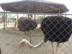 android_upload_pic-意大利农场度假村