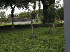 -神仙树公园