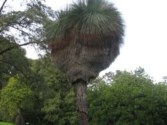 -墨尔本皇家植物园