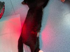 -特一安24小时宠物医院·骨科·中兽医