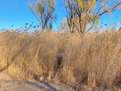 -大兴滨河森林公园