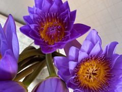 -循礼门鲜花花市(武汉循礼门店)