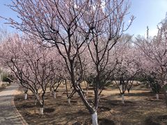 -永定河休闲森林公园