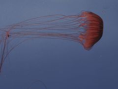 -上海海洋水族馆