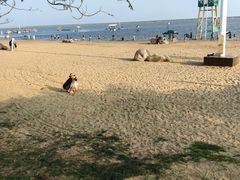 -碧海金沙