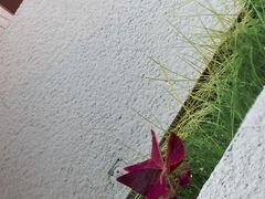 -转山咖啡(松柏社区店)