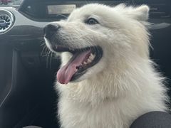 -翊宠yipet猫狗购宠庄园犬舍•猫舍