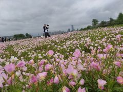 -洋湖国家湿地公园