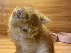 -猫十亿·布偶金渐层·曼基康矮脚猫舍(青年路店)