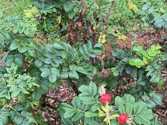 -昆明植物园