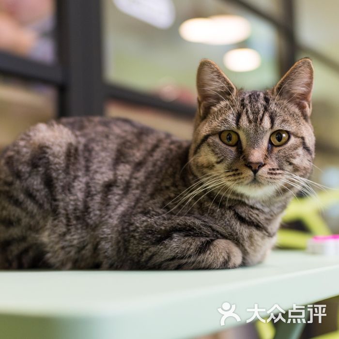 猫宁哈尼morning honey猫咪咖啡图片-北京咖啡厅-大众点评网