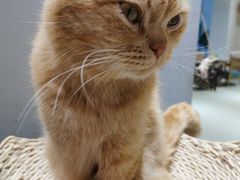 -藏猫猫咖啡主题馆(中央大道店)