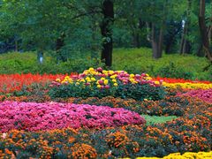 -上海共青森林公园