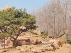 -北京野生动物园