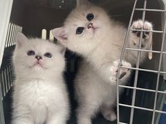 -lincat·猫舍(广州店)