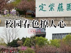 -嘉定紫藤园