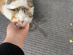 -7cake榴莲千层蛋糕(松江店)