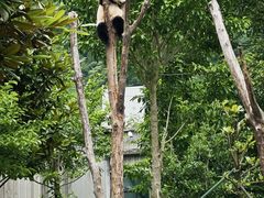 -卧龙中华大熊猫苑神树坪基地