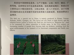 -中国茶叶博物馆(双峰馆区)