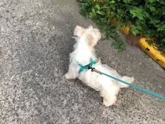 -翊宠yipet猫狗购宠庄园犬舍•猫舍