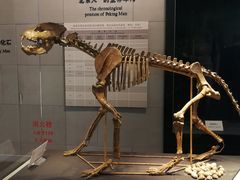 -北京周口店北京人遗址博物馆