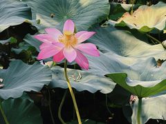 -莲池书院博物馆