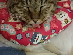 -纳吉亚猫专科动物诊疗中心(蒋宅口分院)