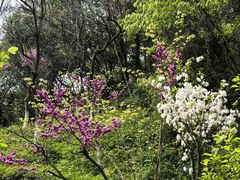 -都江堰中华大熊猫苑