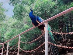 -燕塞湖鸟语林景区