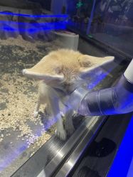 -未来动物城动物主题公园(大悦城店)