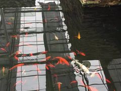 -上海多利农业发展有限公司