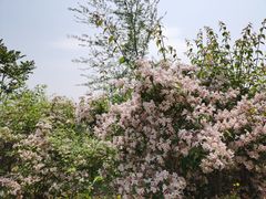 -永定河休闲森林公园