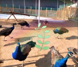 -萌宠亲子动物乐园(槐房万达店)