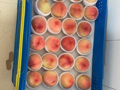 -老袁家蜜桃农场·阳山水蜜桃