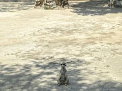-苏州太湖西山岛开心农场