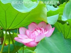 -陈家山荷花公园