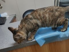 -创凡宠物医院·骨专科  猫科中心(西乡分院)