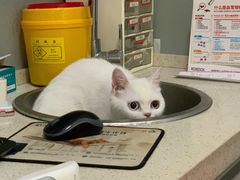 -伟伟宠物医院·瑞派猫友好医院·猫科(光谷店)