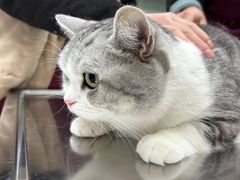 -中农大我爱我爱动物医院·核磁CT·猫病·24小时夜诊中心(石佛营店)
