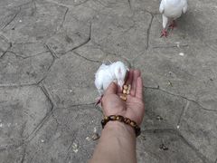 -燕塞湖鸟语林景区