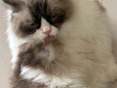 -平行世界·猫咖(首经贸店)