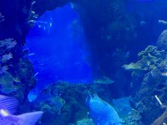 -江和美海洋公园