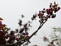 -南汇桃花村