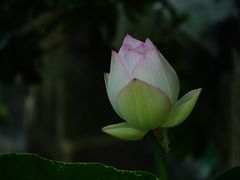 -厦门园林博览苑